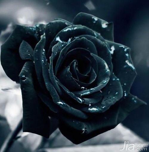 玫瑰有两种,一种叫"黑魔术,其花型规则美观,厚厚的花瓣上黑色中透着