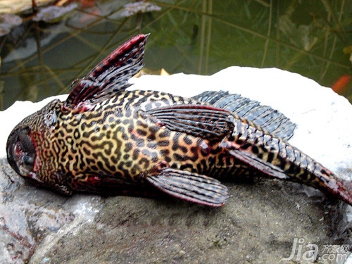 清道夫魚怎麼飼養